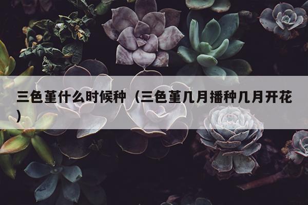 三色堇什么时候种（三色堇几月播种几月开花）