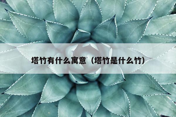 塔竹有什么寓意（塔竹是什么竹）