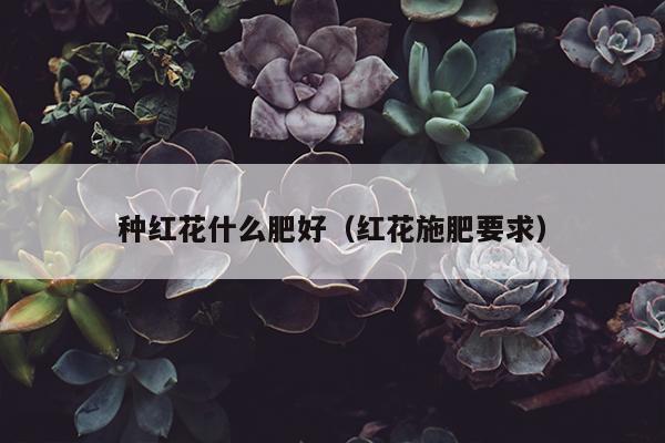 种红花什么肥好（红花施肥要求）