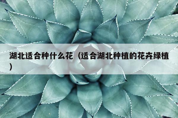 湖北适合种什么花（适合湖北种植的花卉绿植）