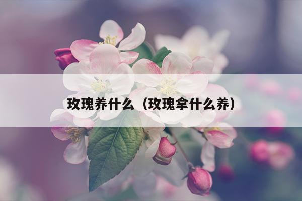 玫瑰养什么（玫瑰拿什么养）