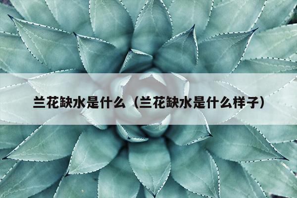 兰花缺水是什么（兰花缺水是什么样子）