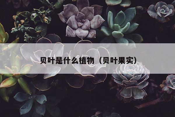 贝叶是什么植物（贝叶果实）