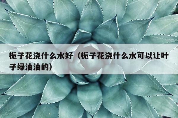 栀子花浇什么水好（栀子花浇什么水可以让叶子绿油油的）