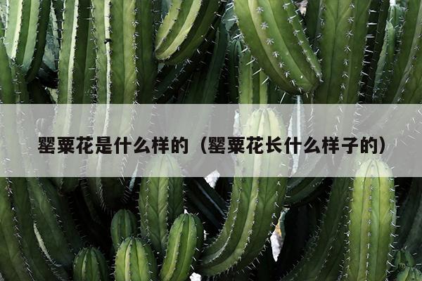 罂粟花是什么样的（罂粟花长什么样子的）