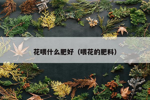 花喂什么肥好（喂花的肥料）