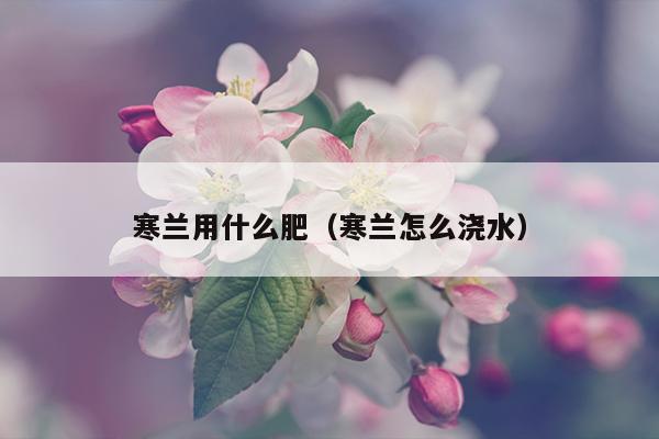 寒兰用什么肥（寒兰怎么浇水）