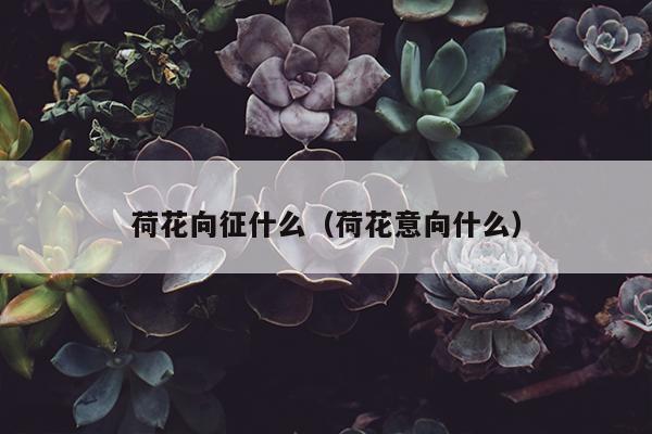 荷花向征什么（荷花意向什么）