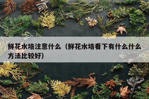 鲜花水培注意什么（鲜花水培看下有什么什么方法比较好）