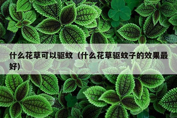 什么花草可以驱蚊（什么花草驱蚊子的效果最好）