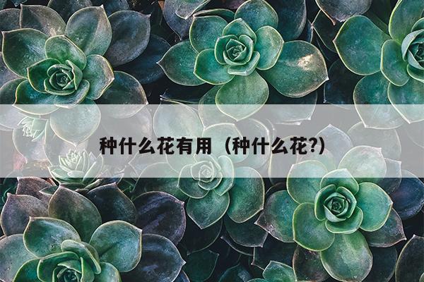 种什么花有用（种什么花?）