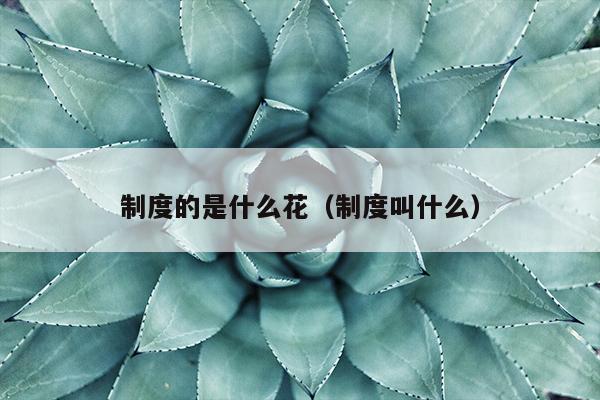 制度的是什么花（制度叫什么）