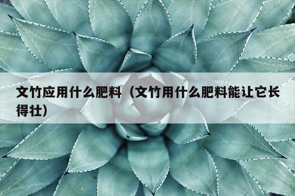 文竹应用什么肥料（文竹用什么肥料能让它长得壮）