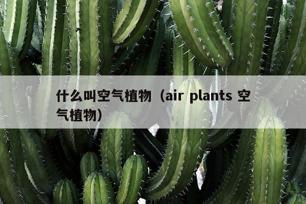 什么叫空气植物（air plants 空气植物）