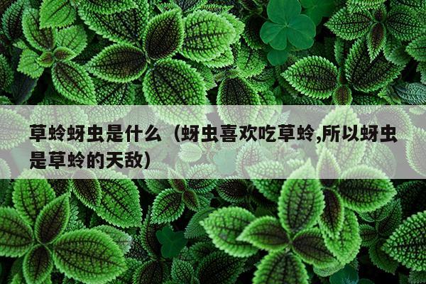 草蛉蚜虫是什么（蚜虫喜欢吃草蛉,所以蚜虫是草蛉的天敌）