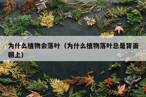 为什么植物会落叶（为什么植物落叶总是背面朝上）