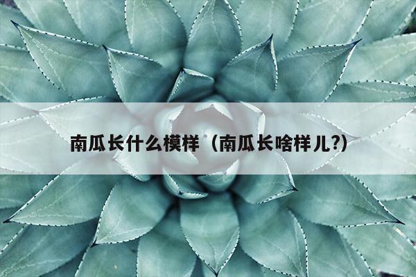 南瓜长什么模样（南瓜长啥样儿?）