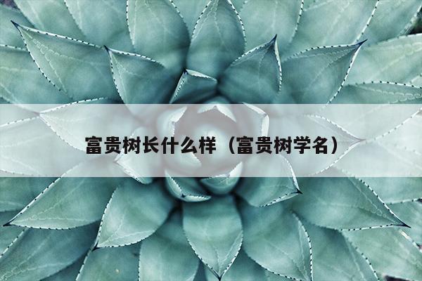 富贵树长什么样（富贵树学名）