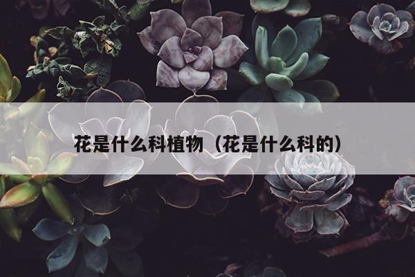 花是什么科植物（花是什么科的）