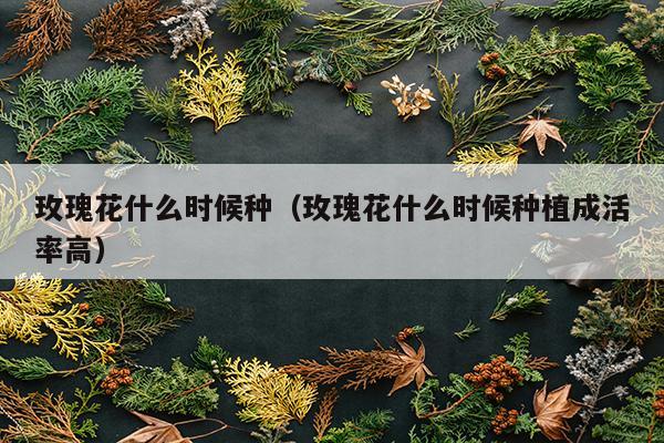 玫瑰花什么时候种（玫瑰花什么时候种植成活率高）