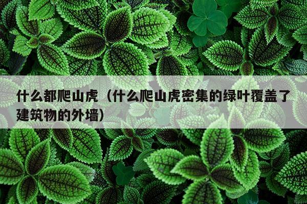 什么都爬山虎（什么爬山虎密集的绿叶覆盖了建筑物的外墙）