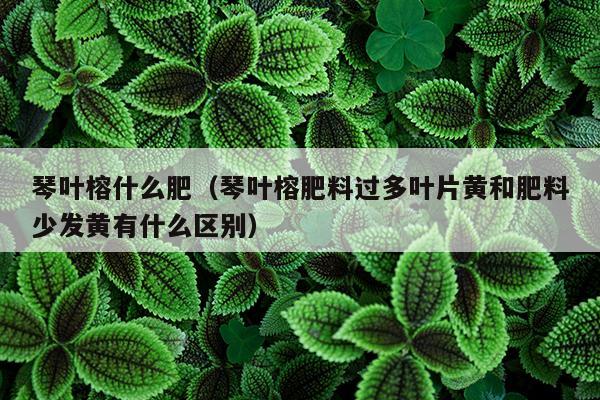 琴叶榕什么肥（琴叶榕肥料过多叶片黄和肥料少发黄有什么区别）