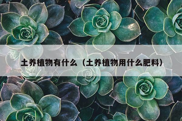 土养植物有什么（土养植物用什么肥料）