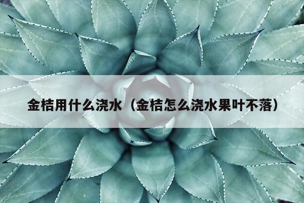 金桔用什么浇水（金桔怎么浇水果叶不落）