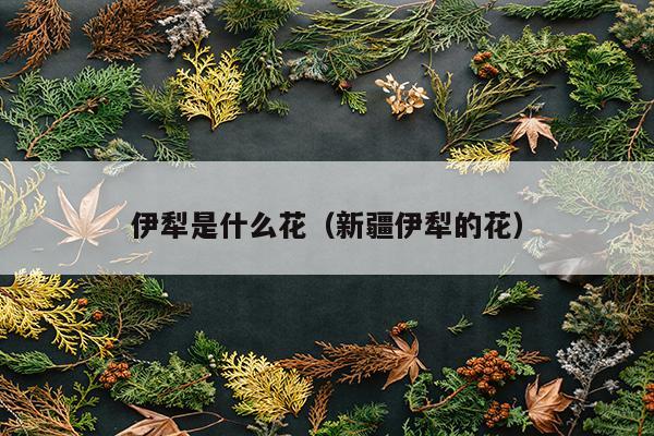 伊犁是什么花（新疆伊犁的花）