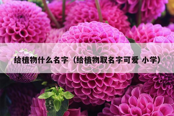 给植物什么名字（给植物取名字可爱 小学）