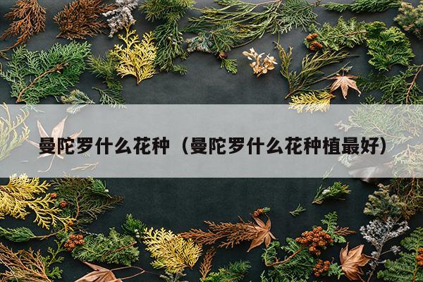 曼陀罗什么花种（曼陀罗什么花种植最好）