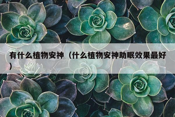 有什么植物安神（什么植物安神助眠效果最好）