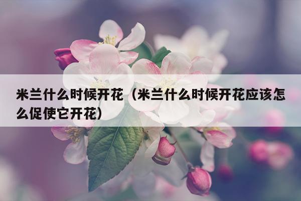 米兰什么时候开花（米兰什么时候开花应该怎么促使它开花）