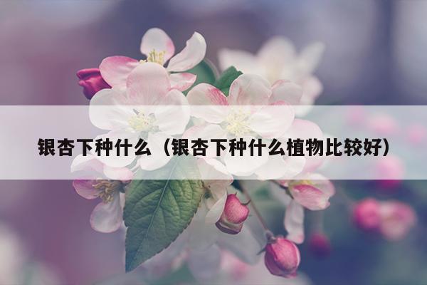 银杏下种什么（银杏下种什么植物比较好）