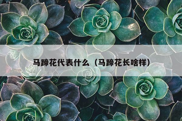 马蹄花代表什么（马蹄花长啥样）