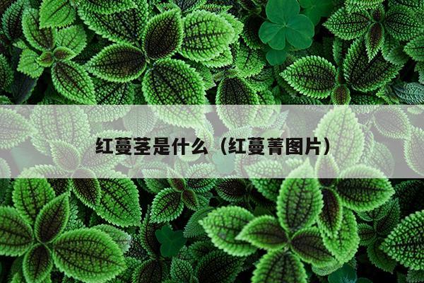 红蔓茎是什么（红蔓菁图片）