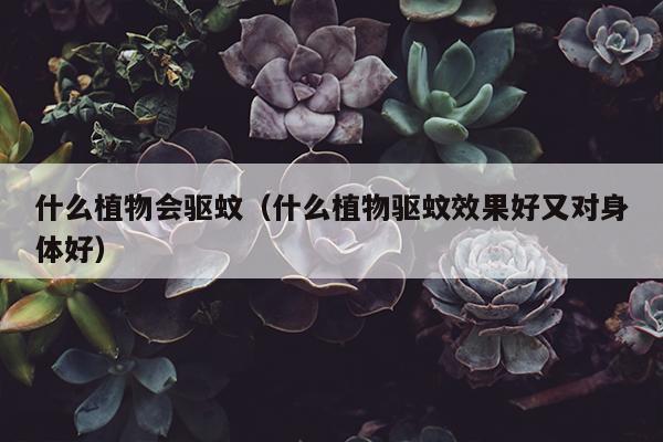 什么植物会驱蚊（什么植物驱蚊效果好又对身体好）