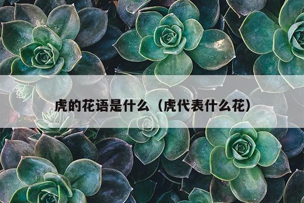 虎的花语是什么（虎代表什么花）