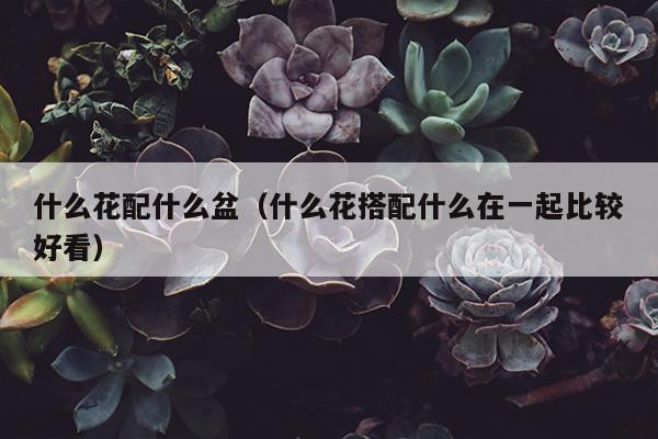 什么花配什么盆（什么花搭配什么在一起比较好看）