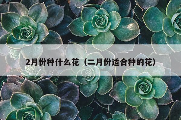 2月份种什么花（二月份适合种的花）