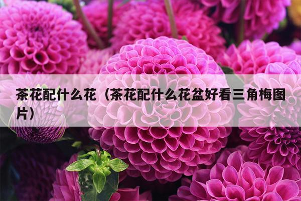 茶花配什么花（茶花配什么花盆好看三角梅图片）