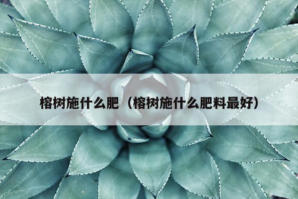 榕树施什么肥（榕树施什么肥料最好）