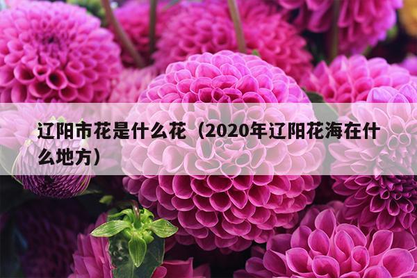 辽阳市花是什么花（2020年辽阳花海在什么地方）