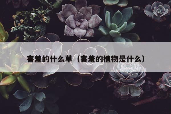 害羞的什么草（害羞的植物是什么）