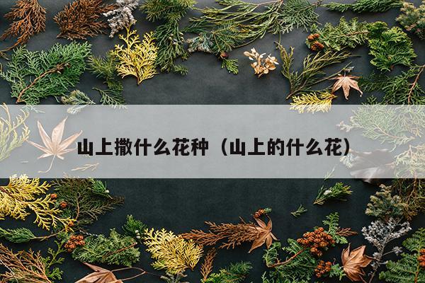 山上撒什么花种（山上的什么花）