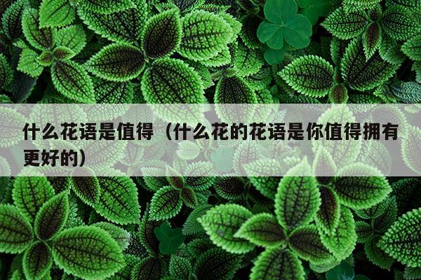 什么花语是值得（什么花的花语是你值得拥有更好的）