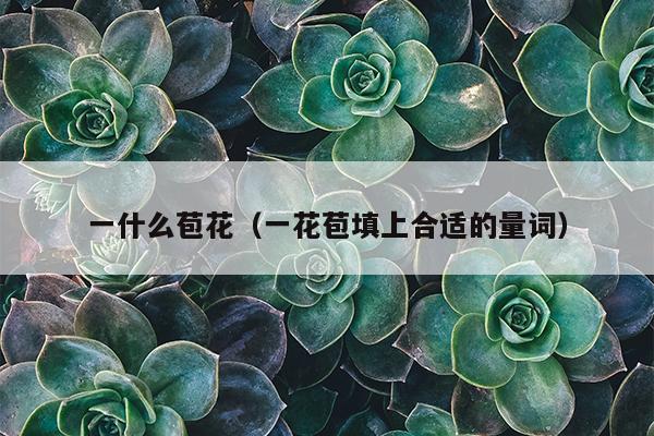 一什么苞花（一花苞填上合适的量词）