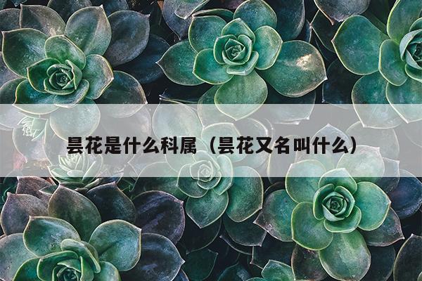 昙花是什么科属（昙花又名叫什么）