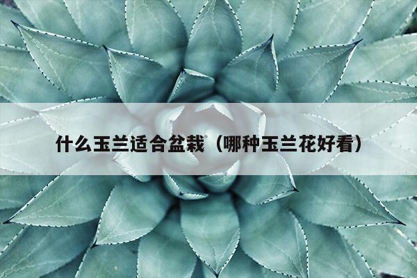 什么玉兰适合盆栽（哪种玉兰花好看）