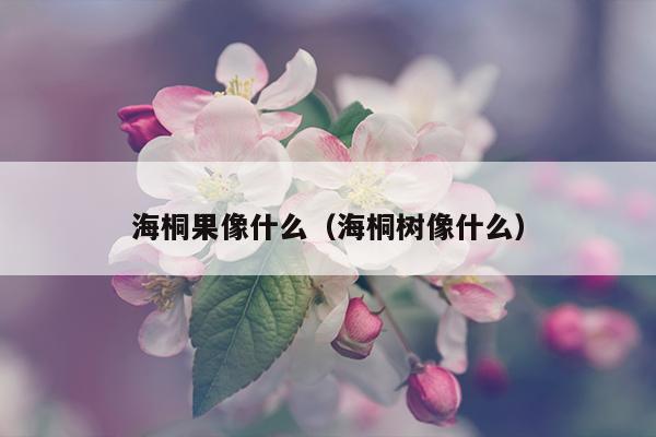 海桐果像什么（海桐树像什么）